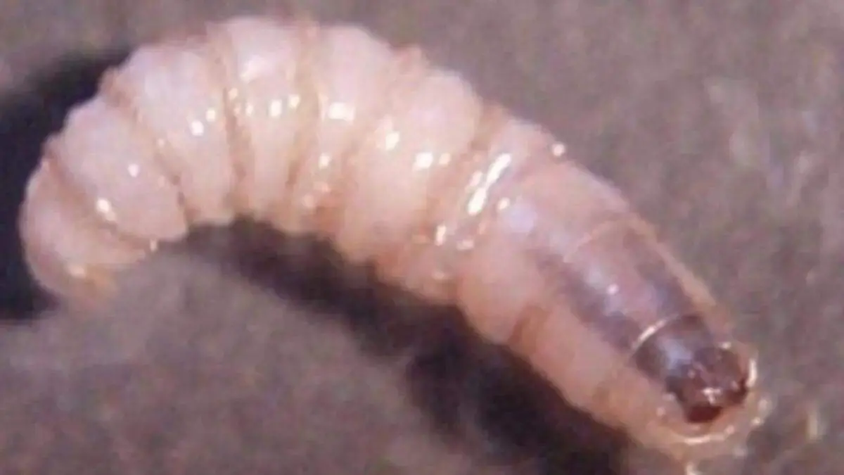 gusano barrenador