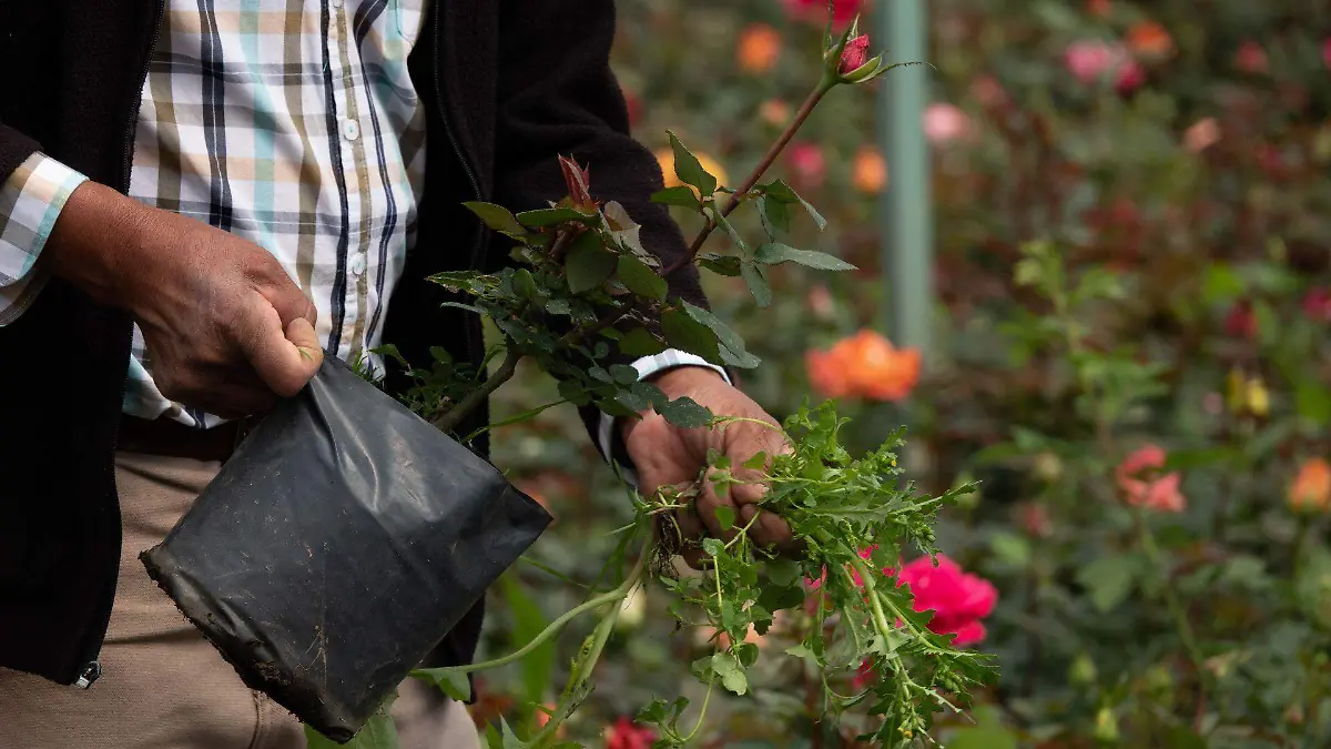 857829_Producción rosas Embarcadero Caltongo_web