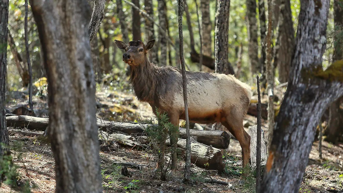 Venado-en-el-Ejido-Vencedores-en-Durango