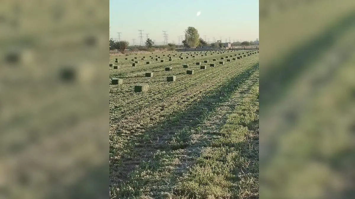 Autoriza Conagua 100% del plan de riego en el D052