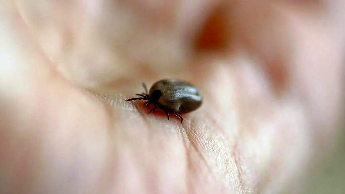 Garrapata rickettsia