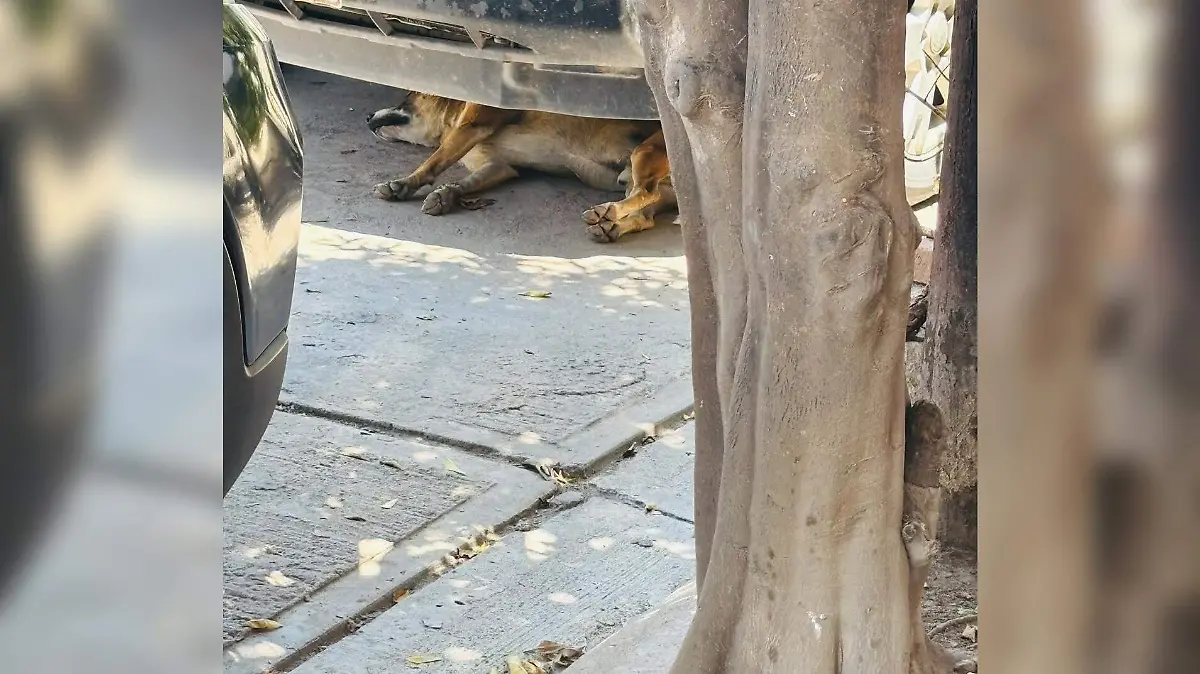perros 3