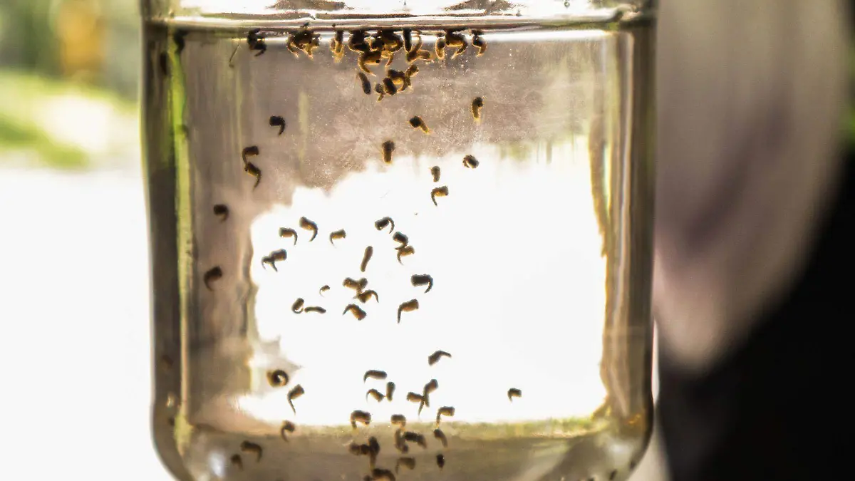 993092_Dengue en Tapachula Chiapas_web