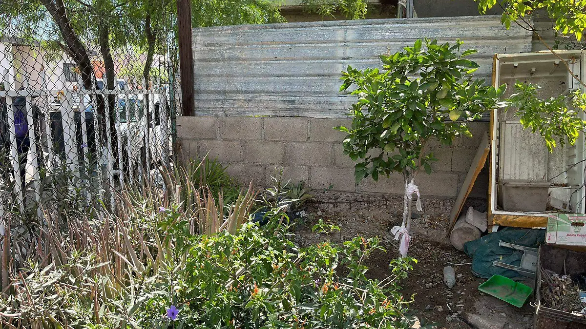 acciones contra el dengue