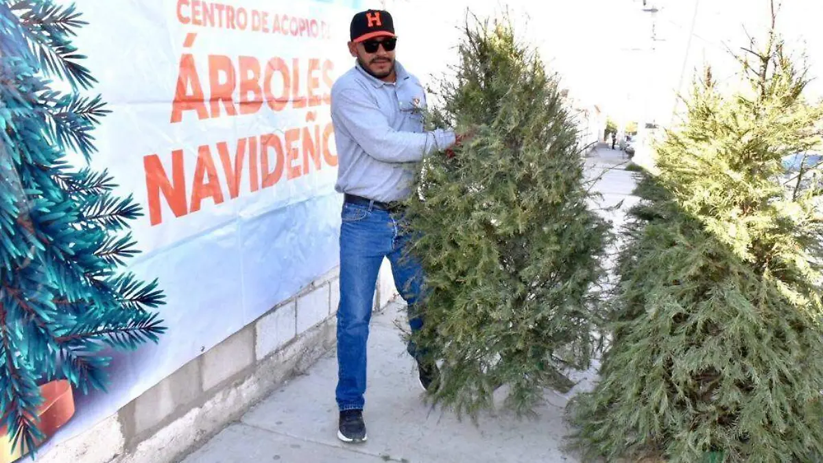 reciclacentros árboles naturales 