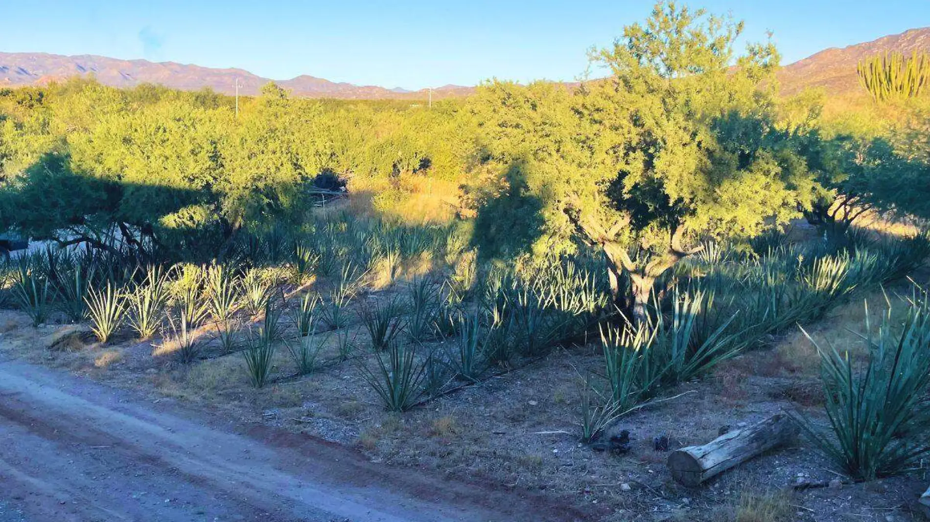 Agave del Bacanbora