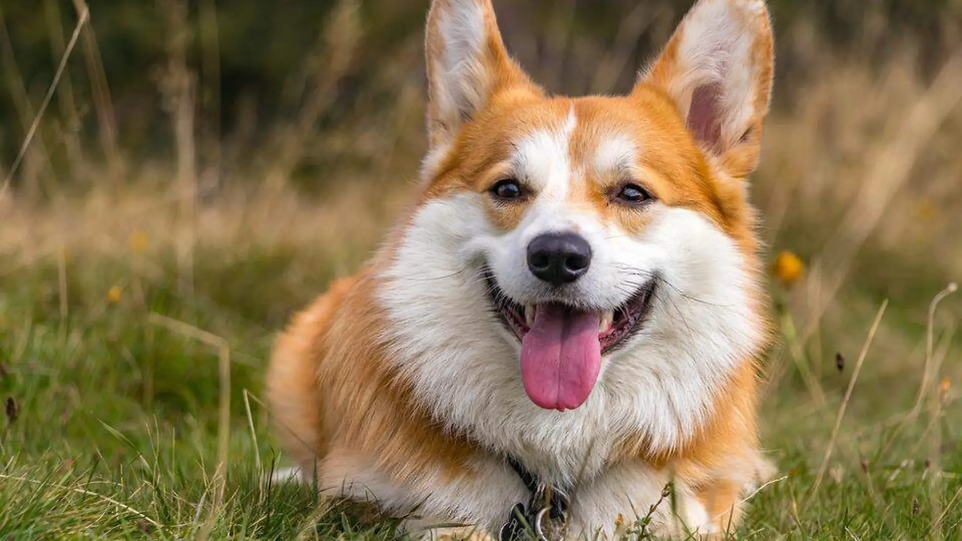 corgi-6705821_960_720