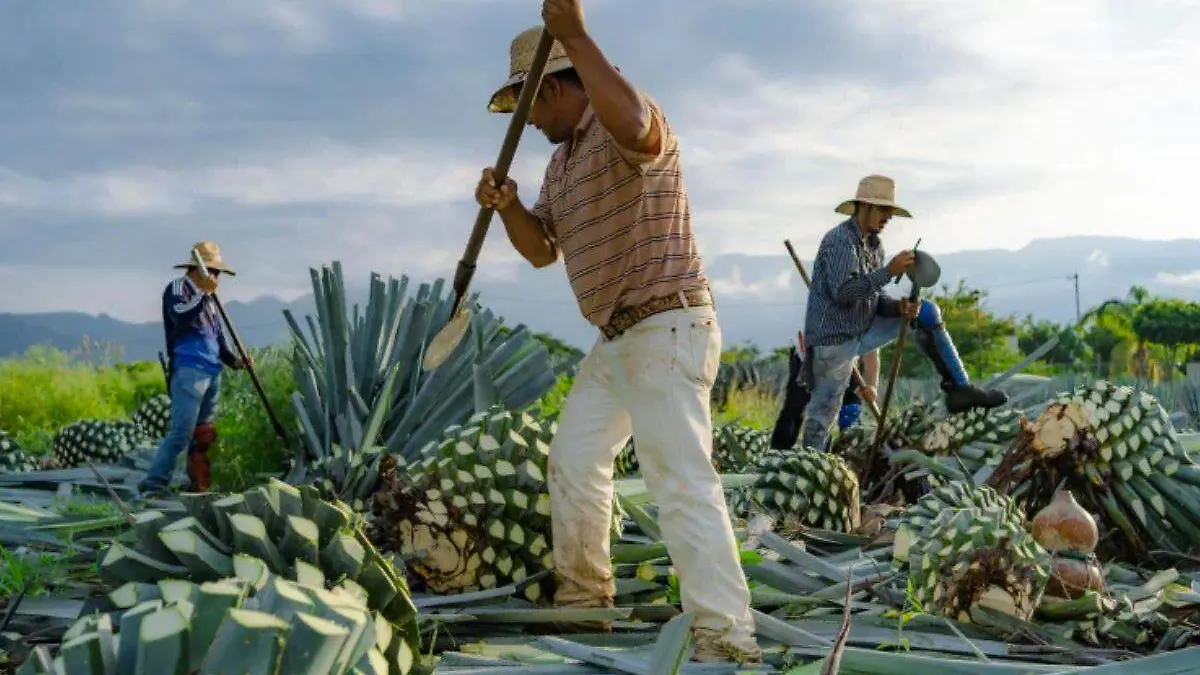 Producción de Bacanora - Barman.news