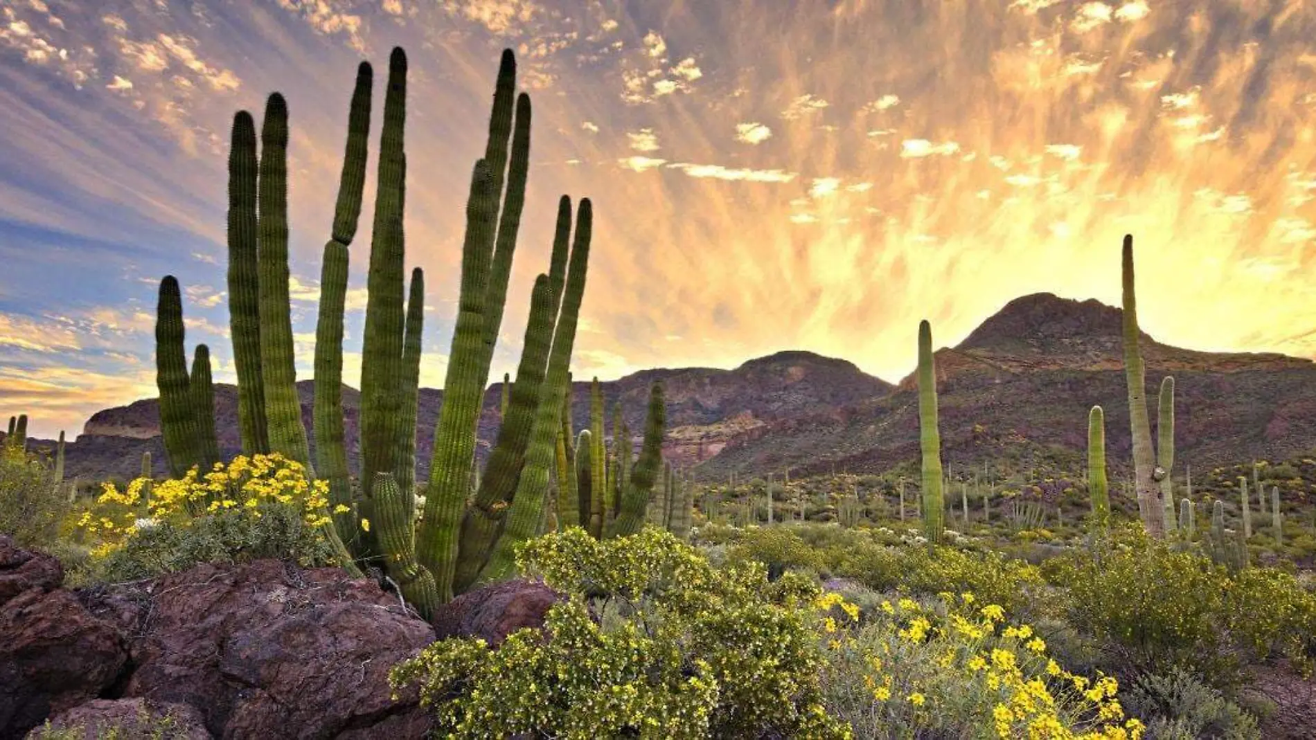 desierto-de-sonora