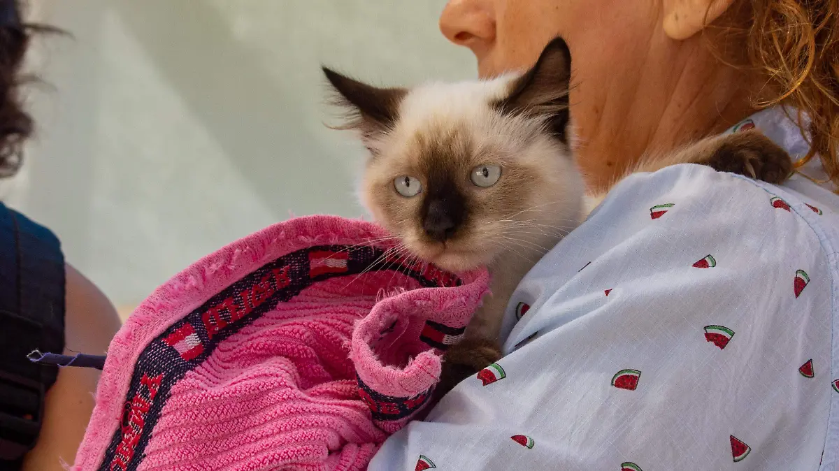 Jornada de vacunacion antirrabico mascota