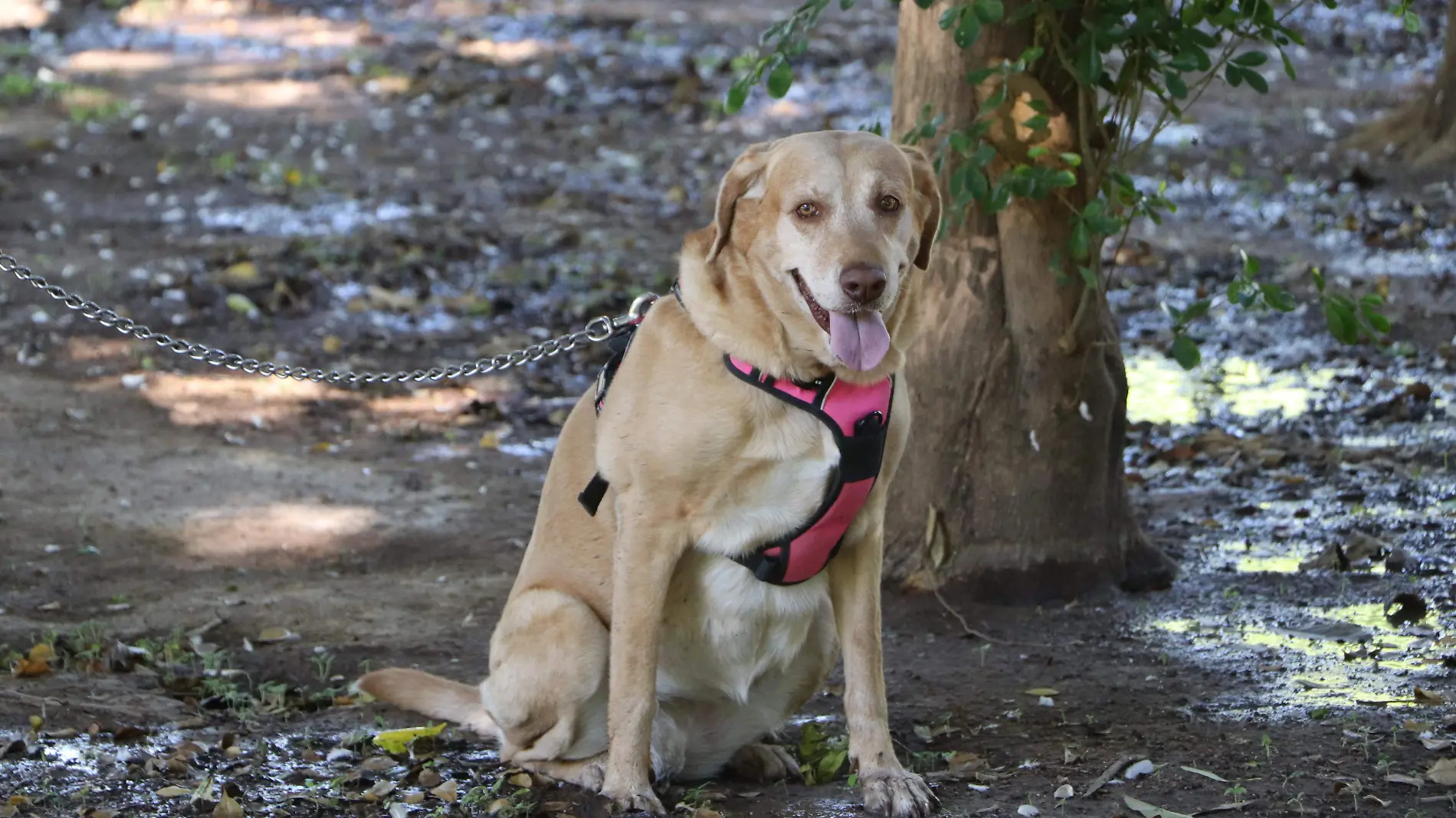 Pasear perros