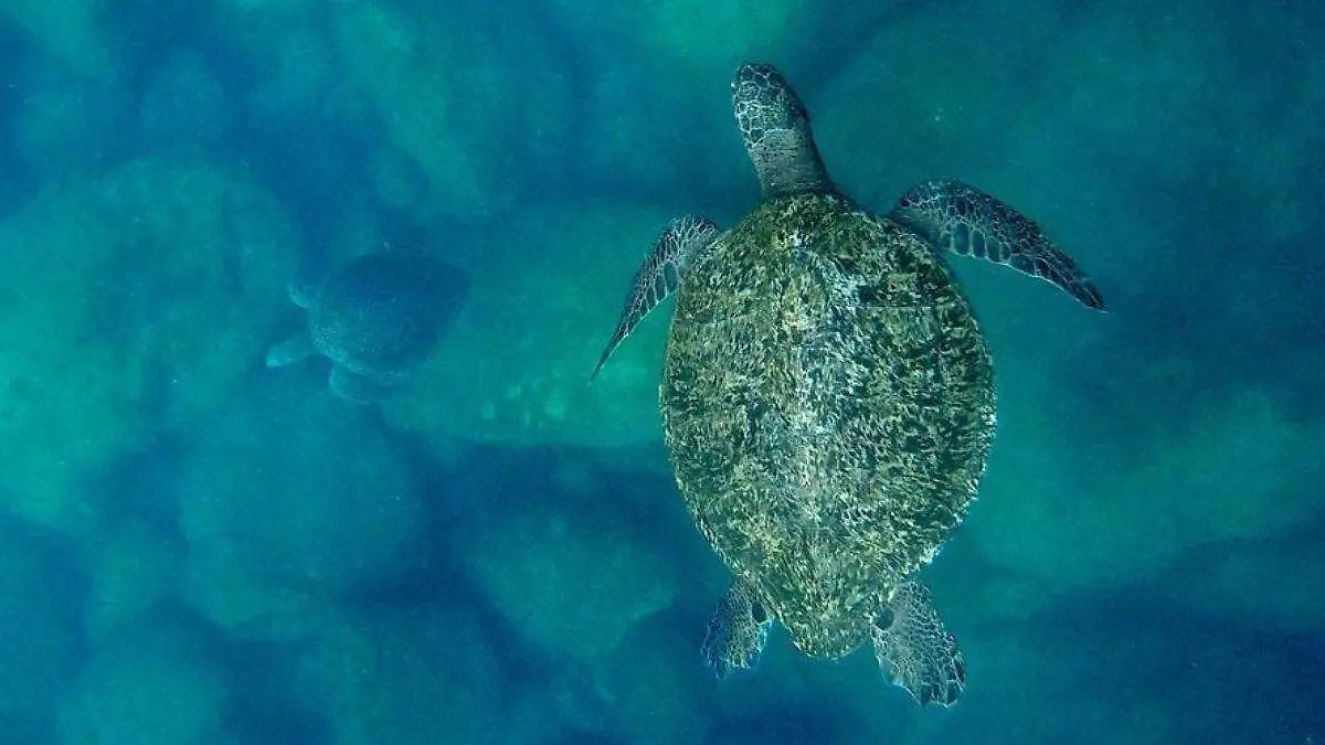 Foto- Cortesía @ElLlantoDocu