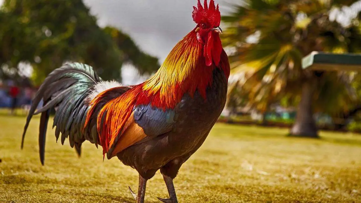 rooster-2641203_960_720