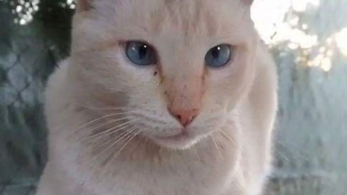 Michu - Carolina Quintero