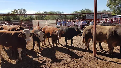 Ganaderos de Sonora viven una crisis ante escasez de lluvias - El Sol de  Hermosillo | Noticias Locales, Policiacas, sobre México, Sonora y el Mundo