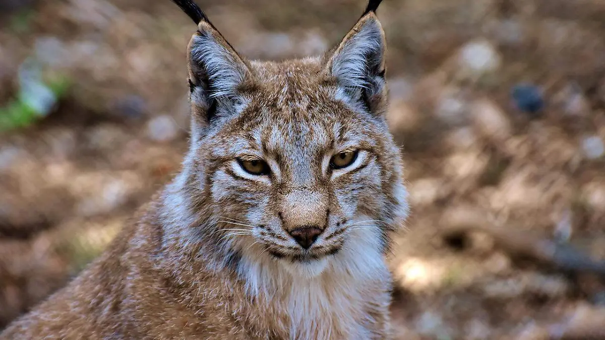 Lince