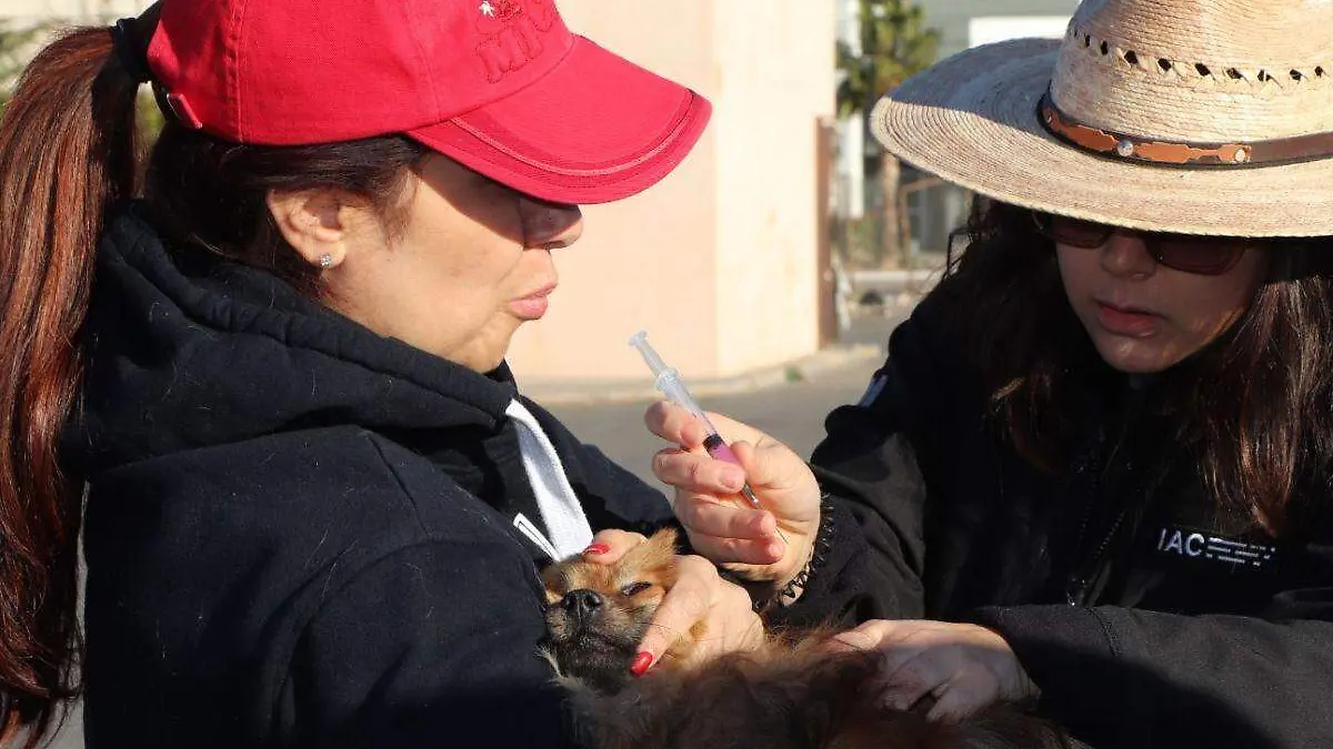 Campaña de vacunación para mascotas (3)