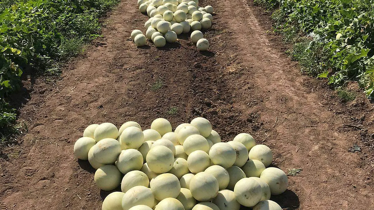 La producción de melón es de las más importantes