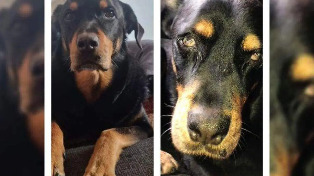 Perrito Nogales -Ácido