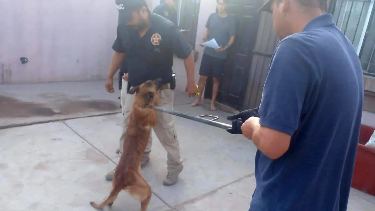 Perrita Ciudad Obregón