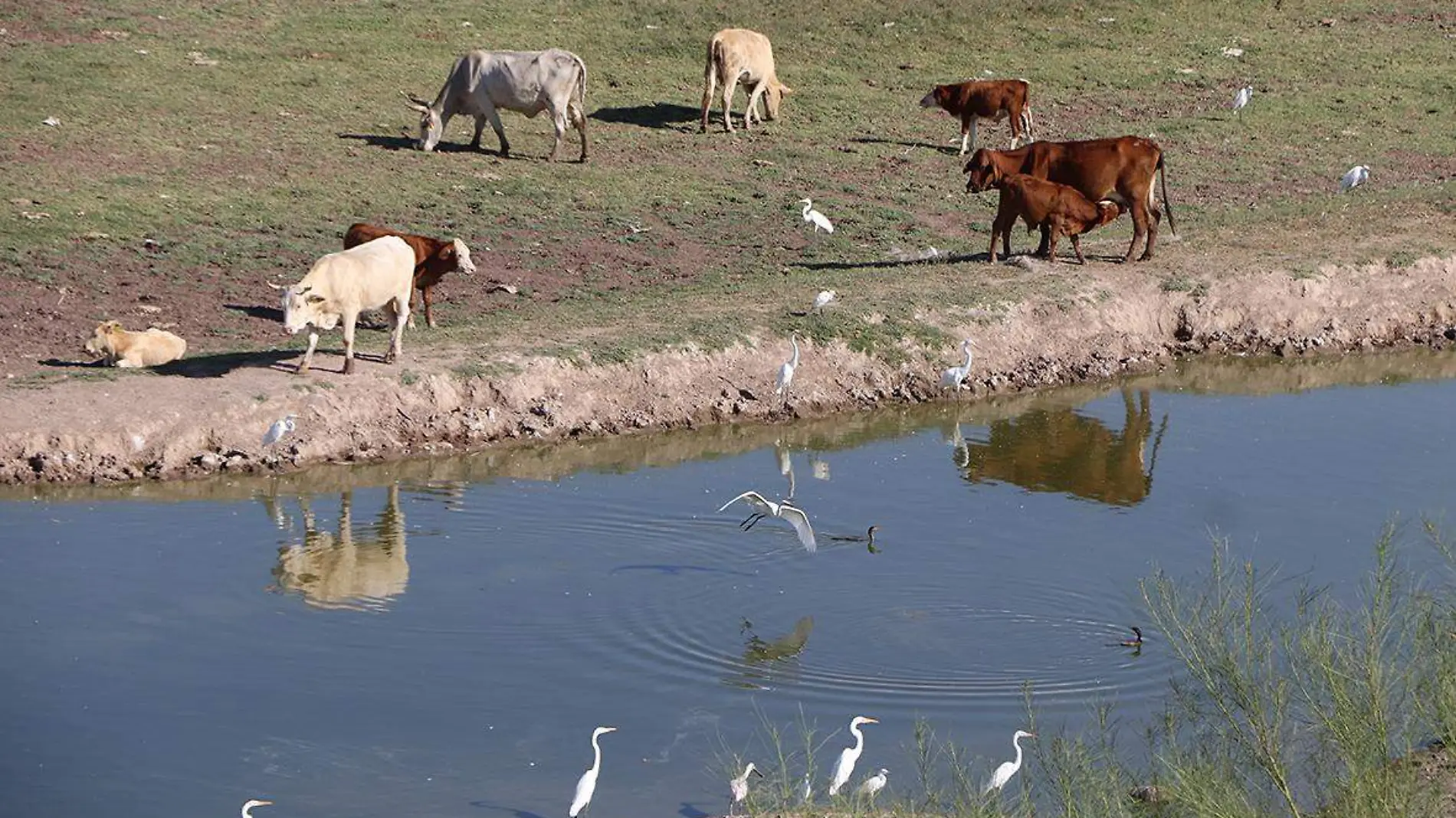 Ganado vacas en la presa Abelardo L