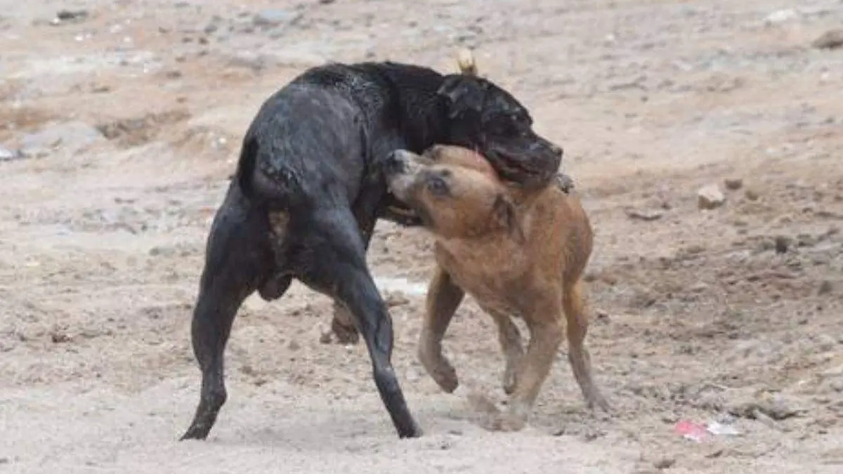Puedes aportar tu granito de arena adoptando a un perrito callejero para que le brindes los cuidados necesarios : Foto- Carlos Villalba | El Sol de Hermosillo