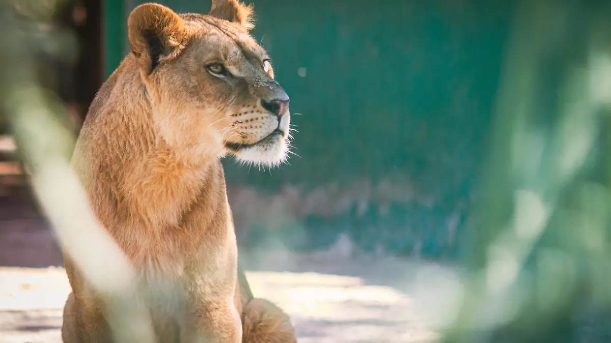 Ejemplares de León Africano Centro Ecológico