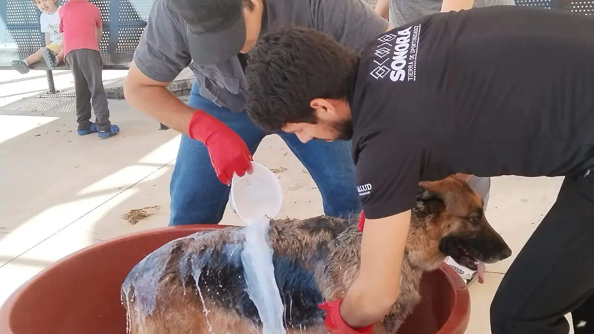 Perro baño desparasitante en Jornadas CACyF