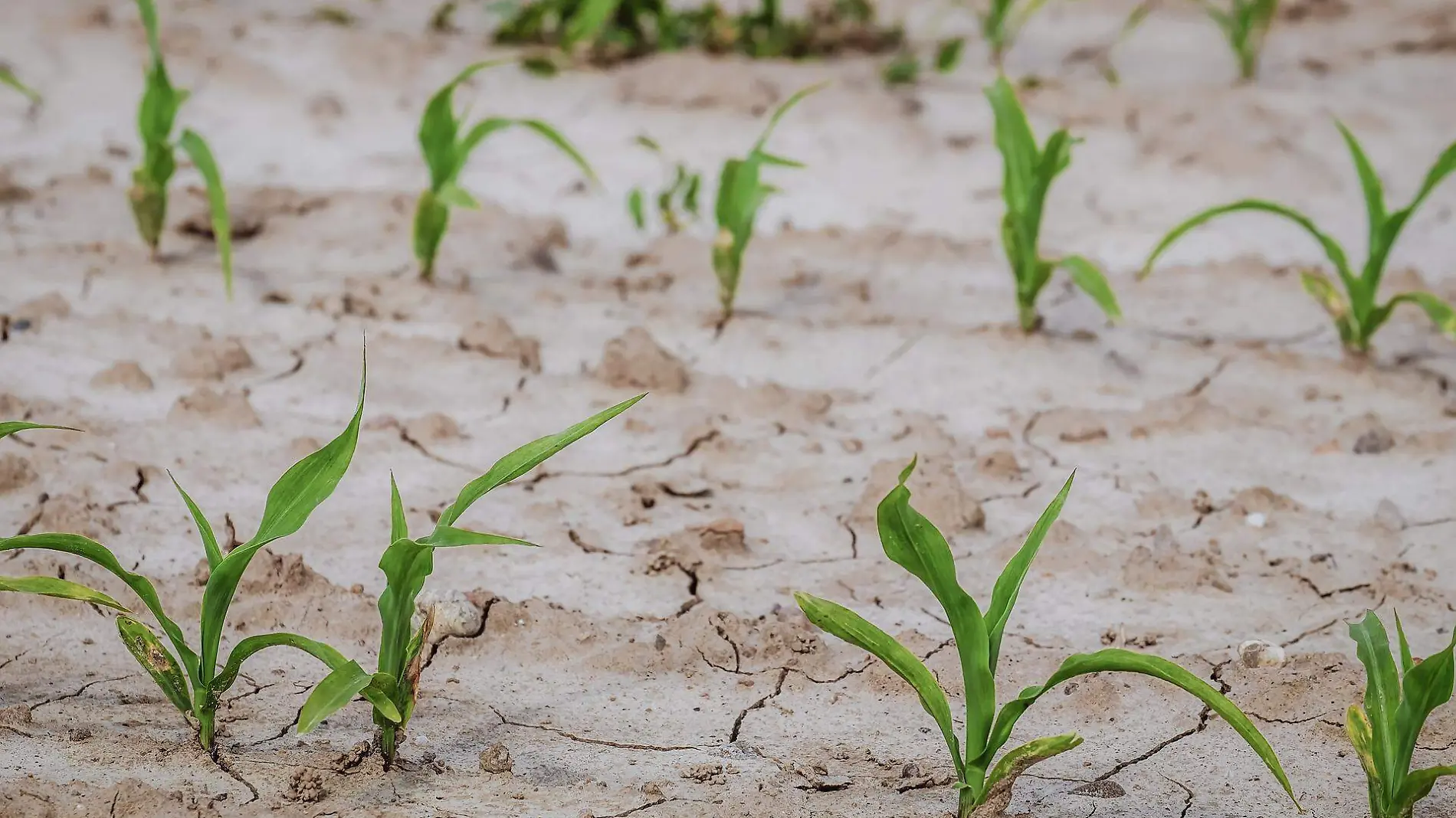 cornfield-g41c863b93_1920