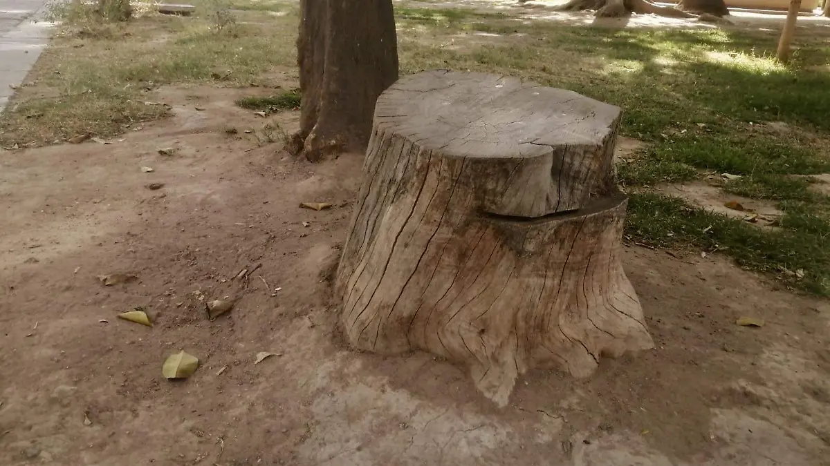 tala arboles 