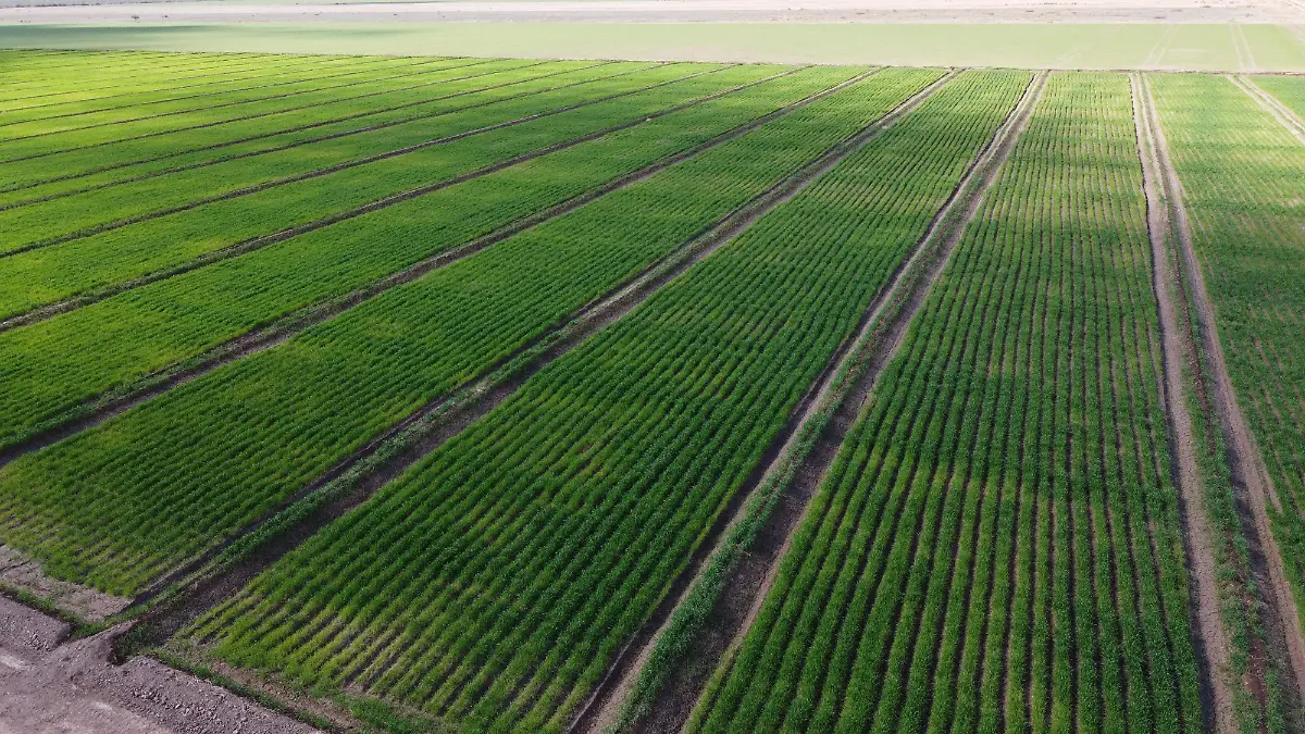 DJI_0914
