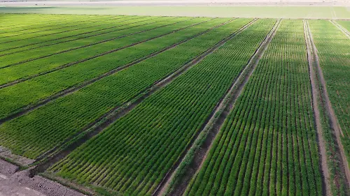 DJI_0914