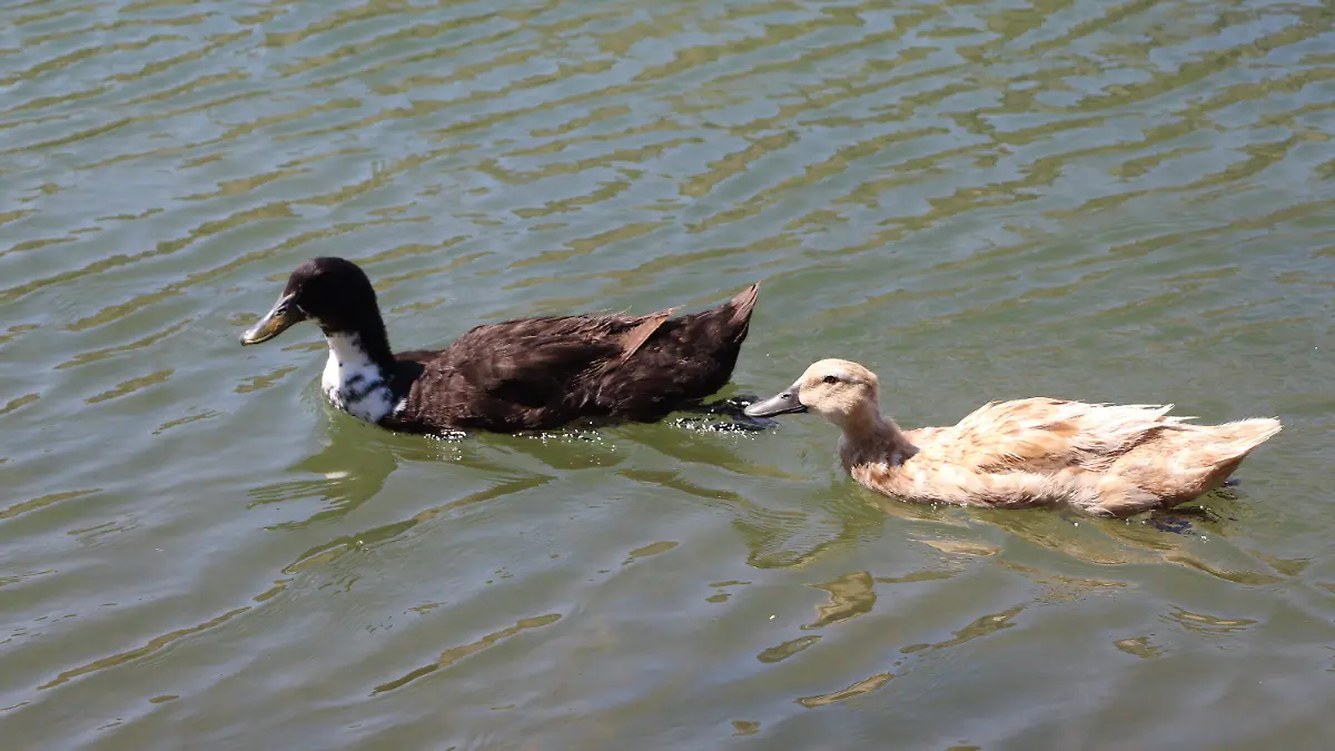 Rehabilitación Humedal