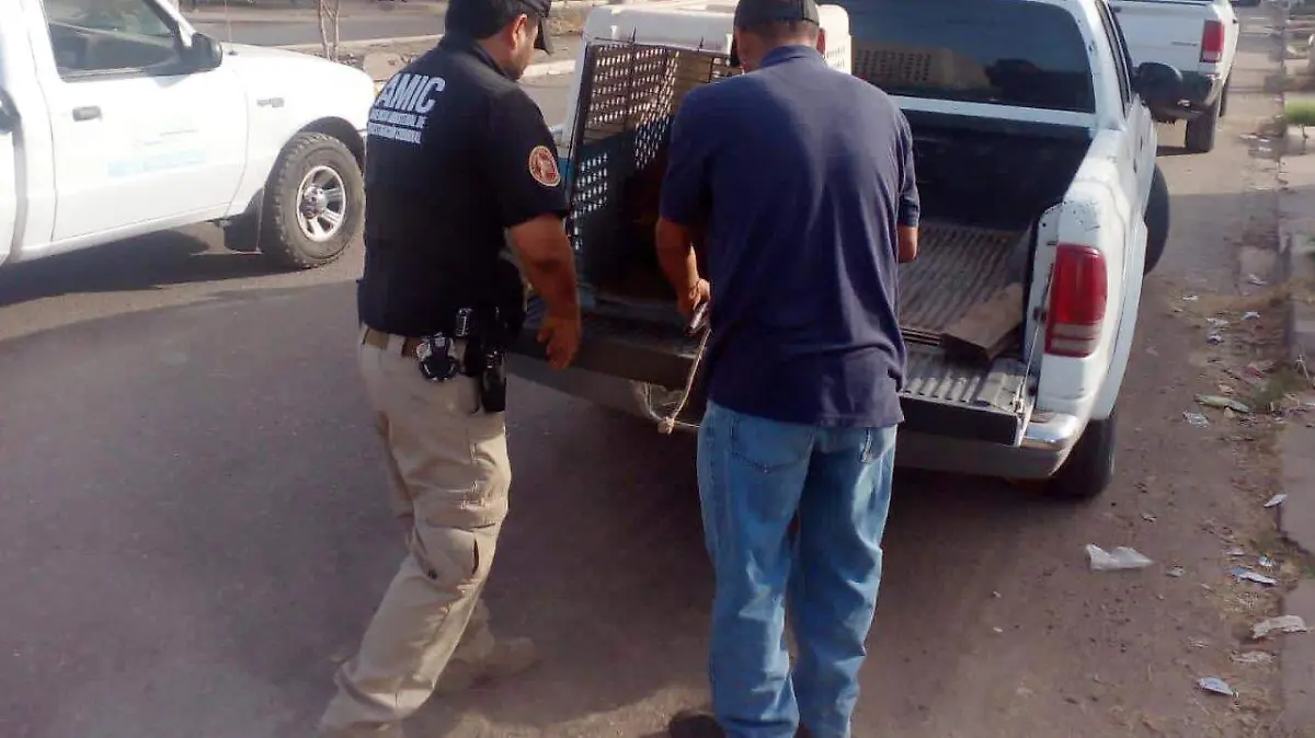PErrita abandonada en Obregón