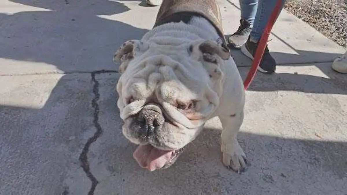 perrito