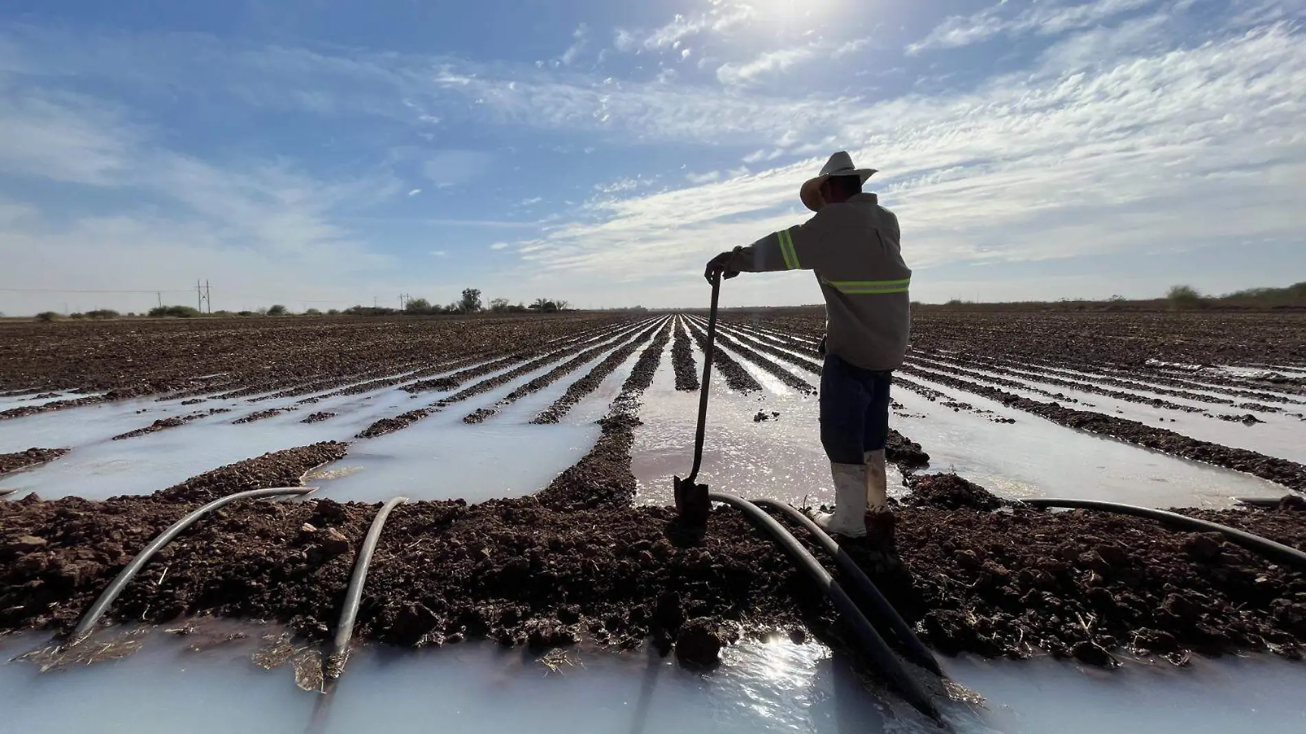 Agricultor en Sonora campo agrícola riegos