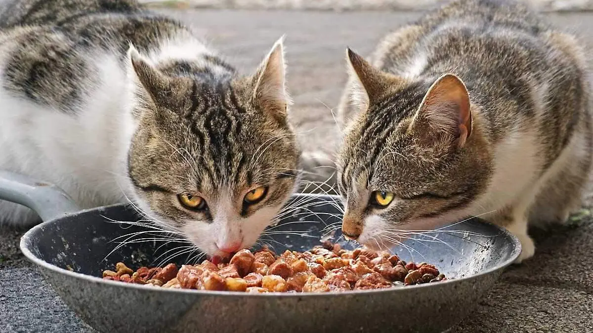Gatos comiendo