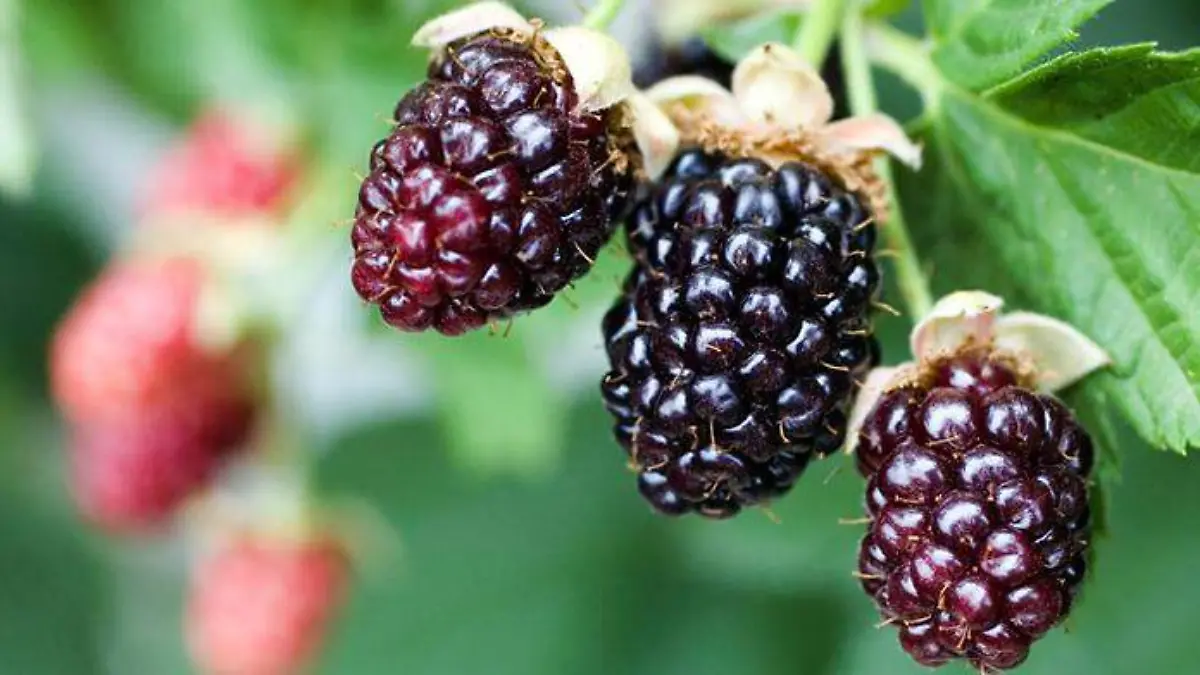 zarzamoras-alimentos-fruta