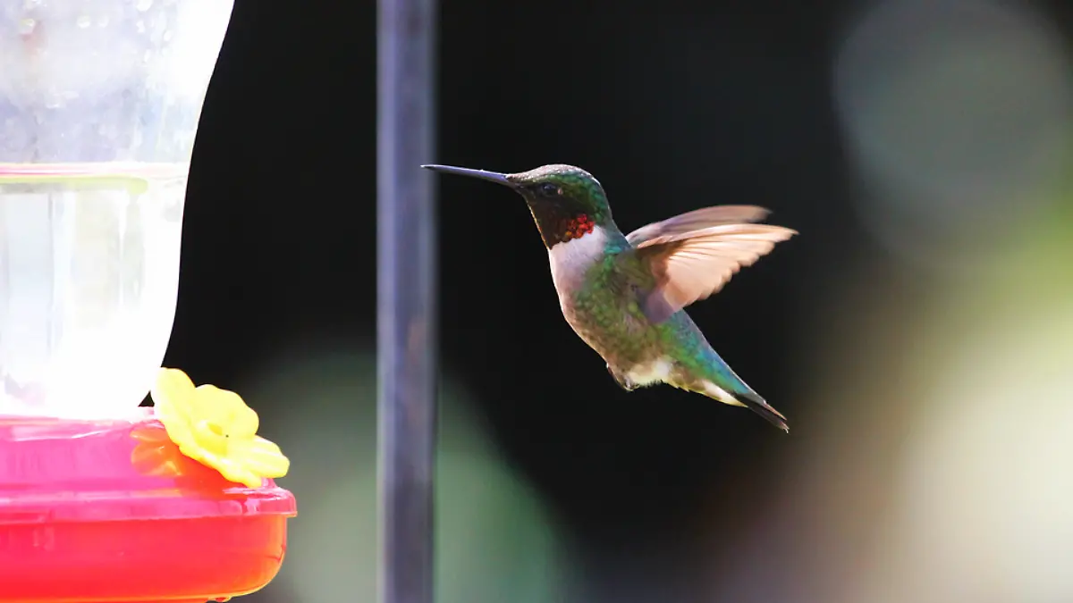 colibrí.bebedero