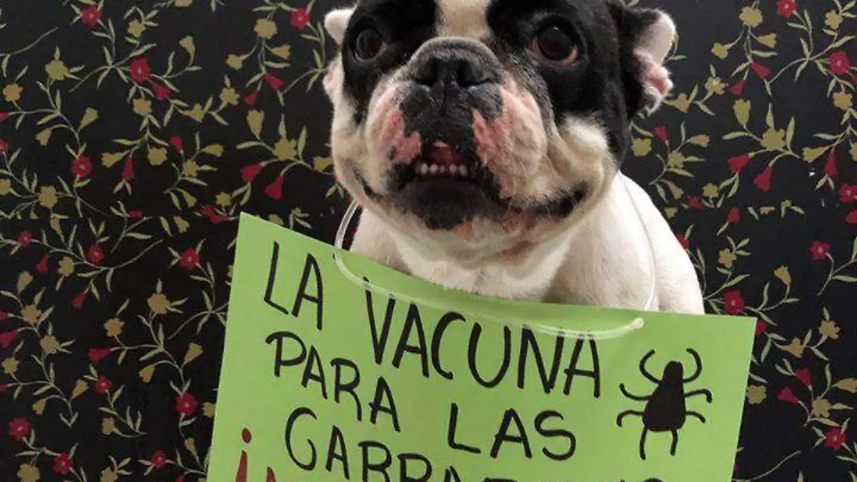 vacuna para garrapatas 