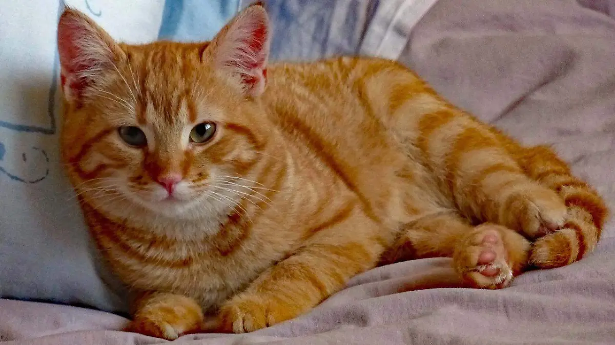 kittens-4549199_1280