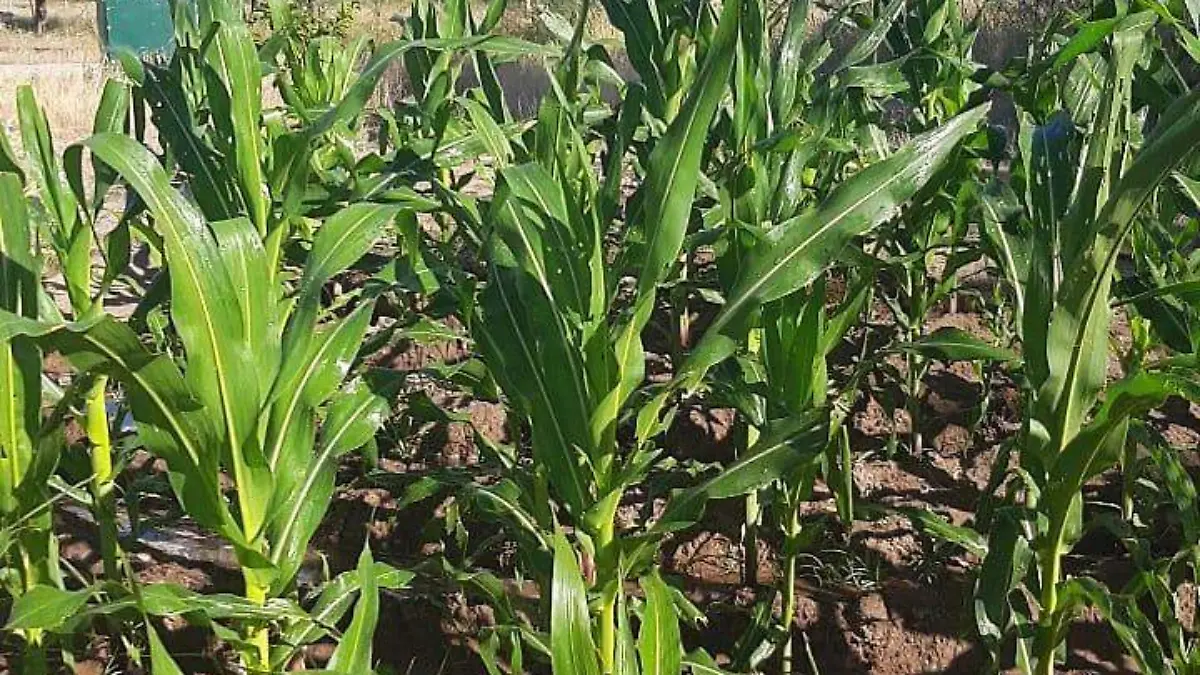 Huertos y más acompaña interés de ambientalistas de La Sauceda