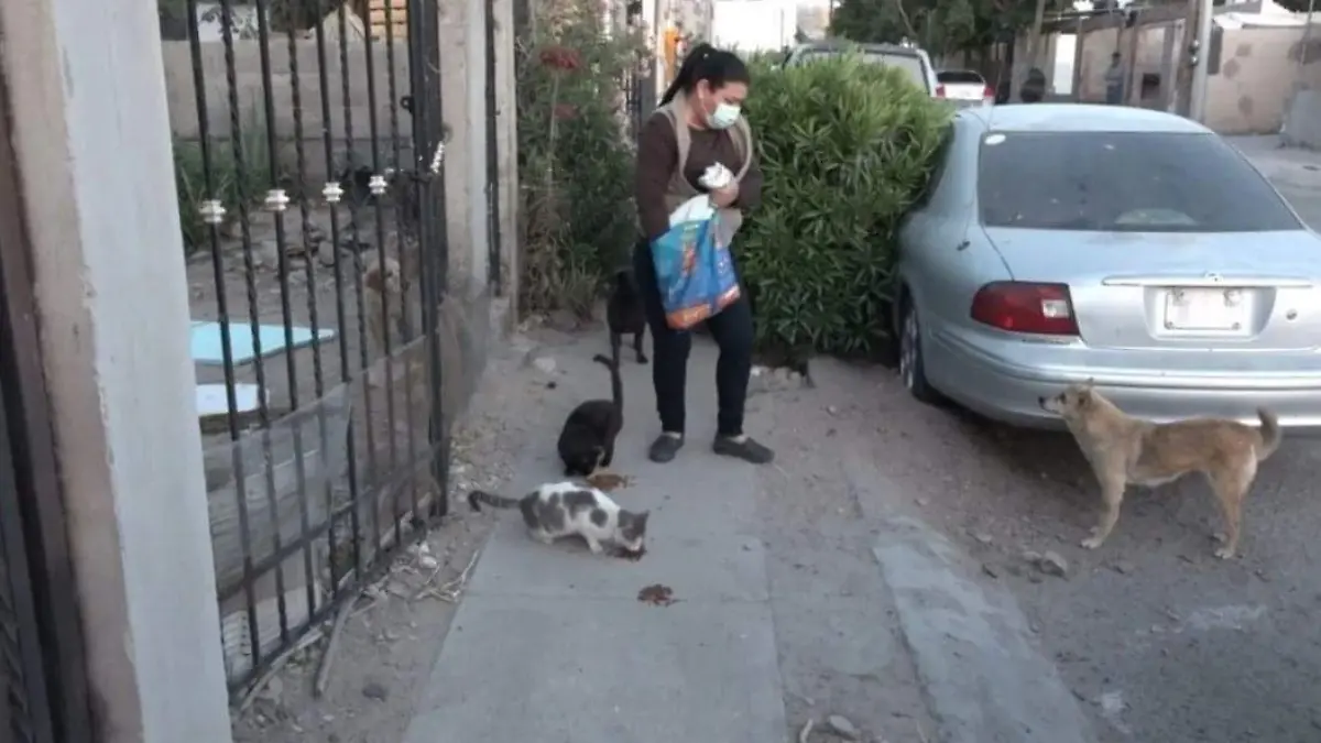 perros-gatos-calle-angelica