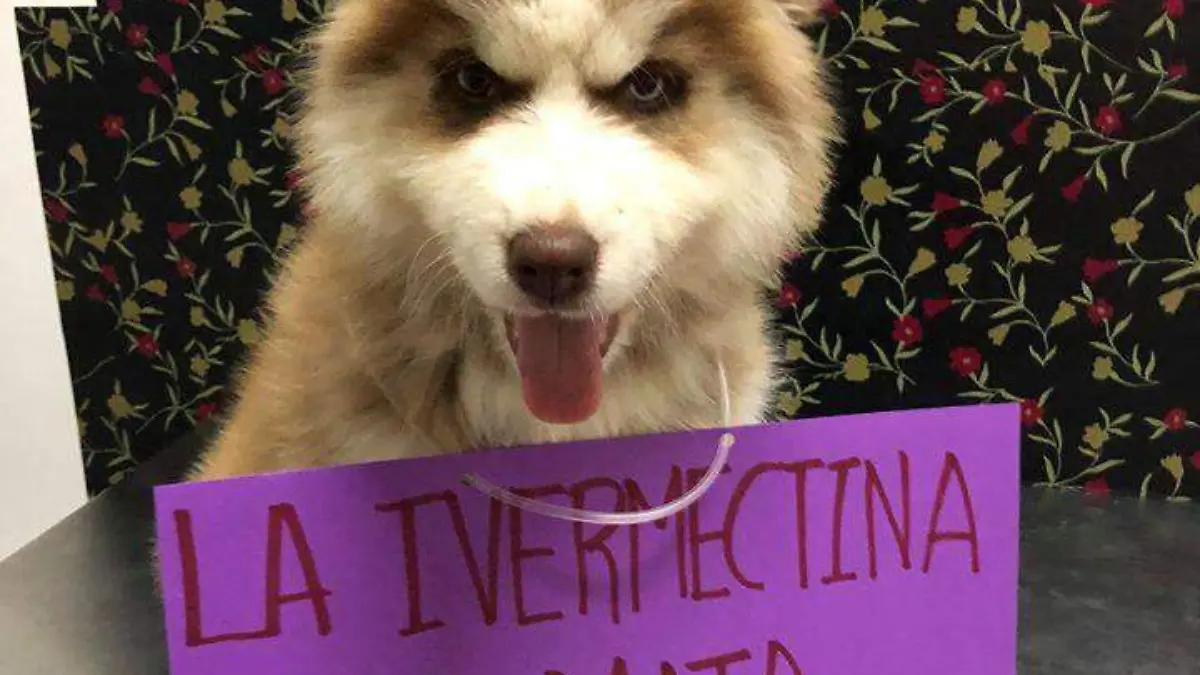 medicamento para mascotas 