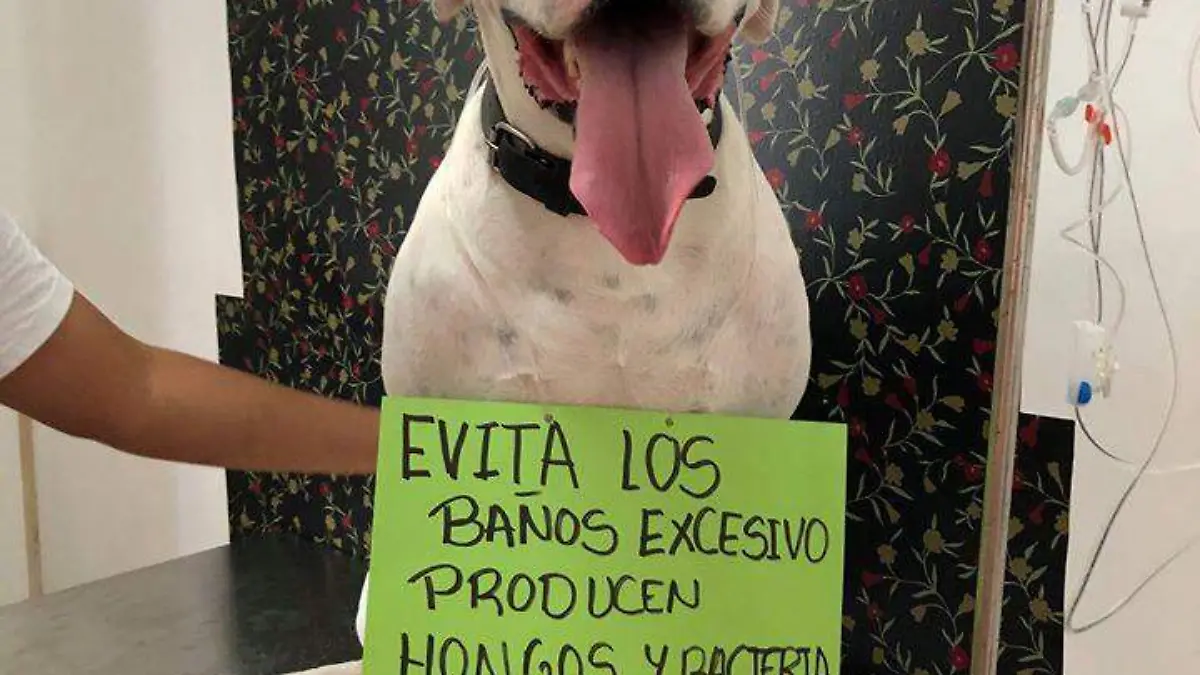 baños para mascotas 