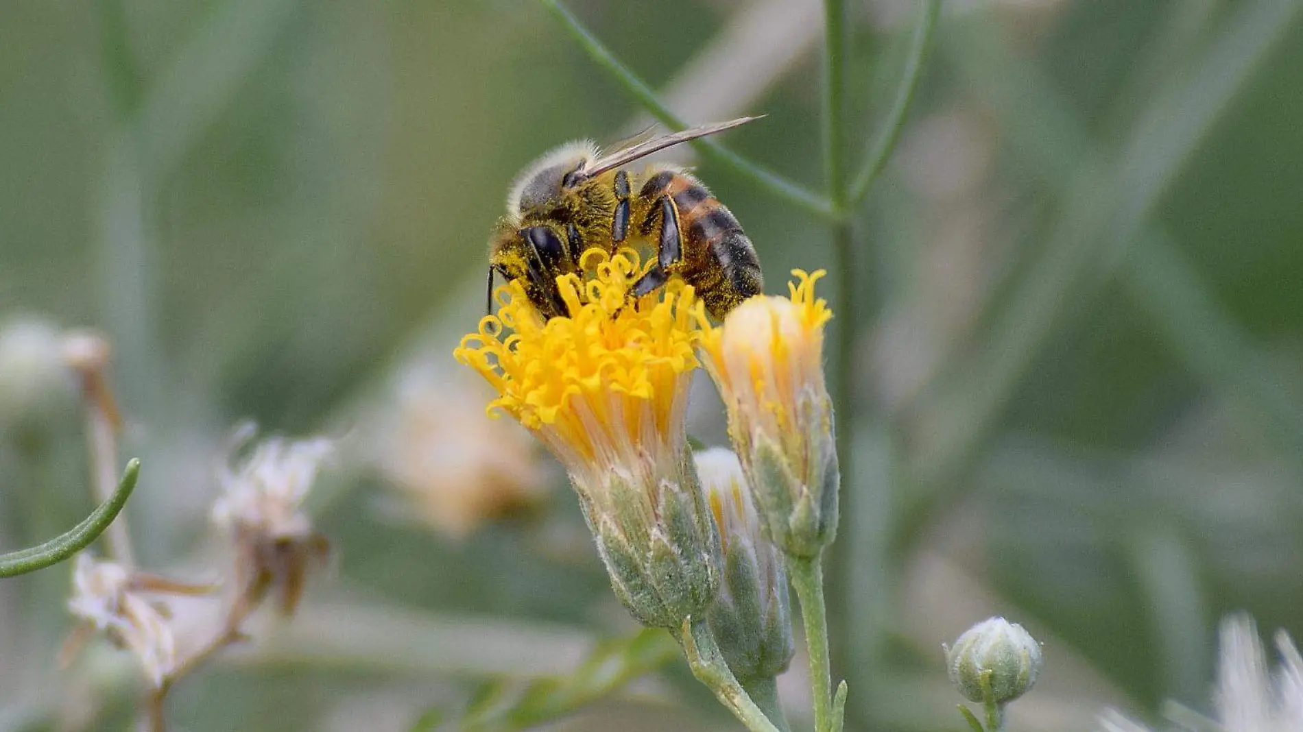 abeja-polinizadora-flor-polen-primavera