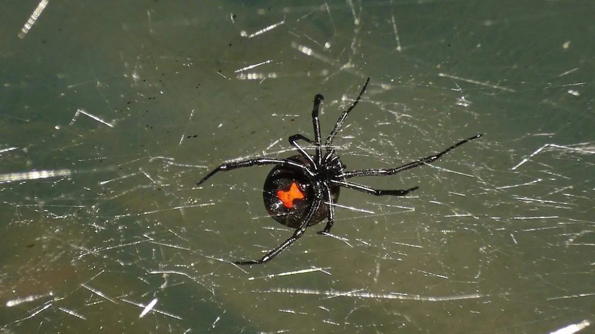 Viuda negra en su telaraña