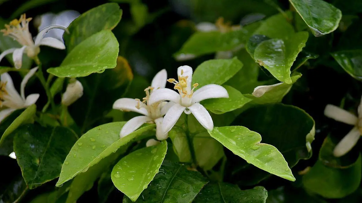 Flores de azahar en primavera