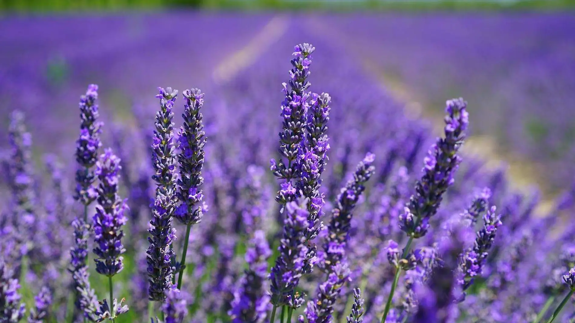 lavenders-1595584_1280