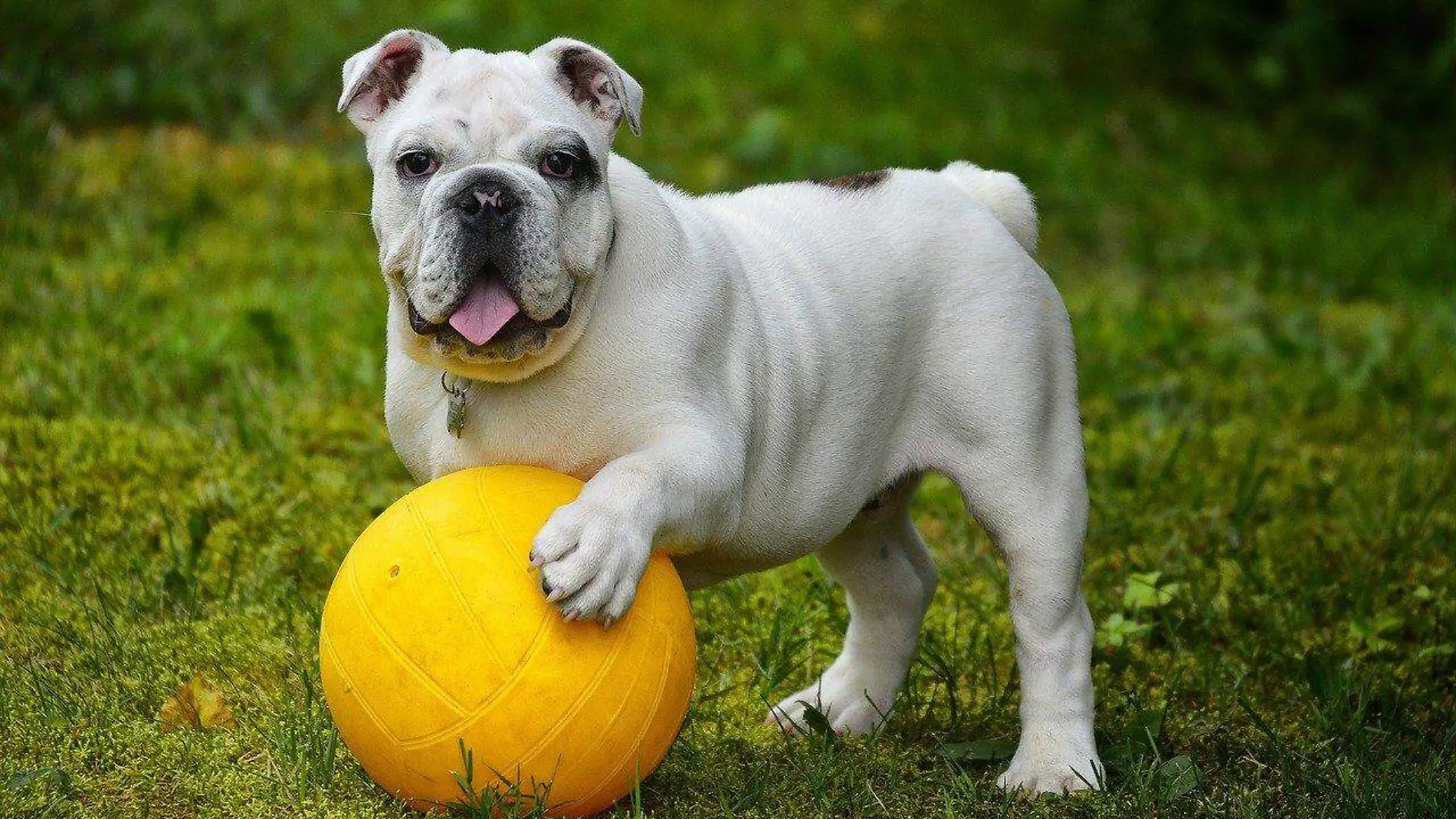 english-bulldog-562723_1280